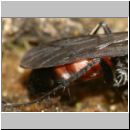 Evagetes sp - Wegwespe 01c 7mm.jpg